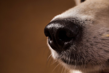 Close-up view at dog's nose in studio on brown background with copy space
