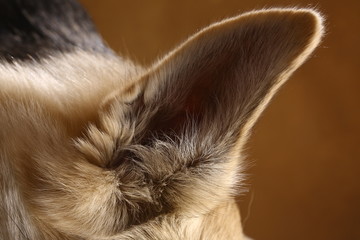 Close-up view at dog's ear in studio on brown background with copy space