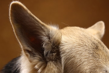 Close-up view at dog's ear in studio on brown background with copy space