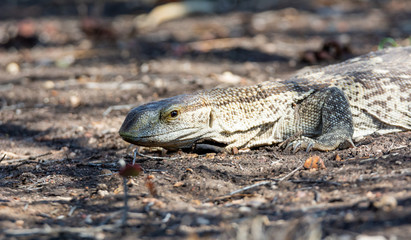 Rock Monitor