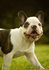 french bulldog on grass