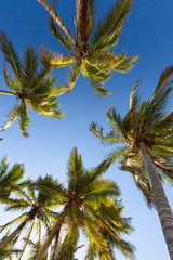 Obraz na płótnie Canvas Tall palm trees in Punta Cana