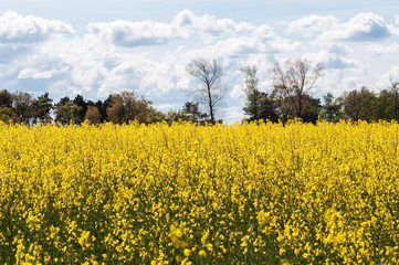 Obraz premium A field of yellow canola 