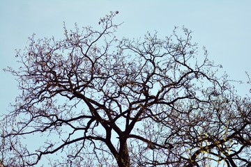 Fototapeta na wymiar Tree branch without leaves on blue sky background 