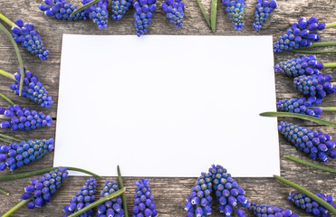 A bouquet of blue Muscari flowers on old, wooden boards, with a white sheet of paper, bells. View from above.