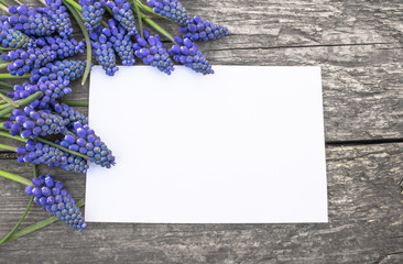 A bouquet of blue Muscari flowers on old, wooden boards, with a white sheet of paper, bells. View...