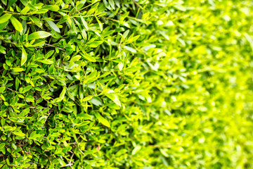 Decorative plants wall in a garden