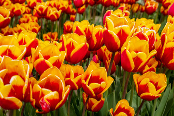 Fields of colorful tulips in bloom 