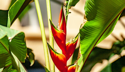 Close up of red beak flowers