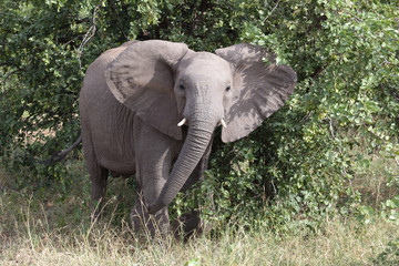 Afrikanischer Elefant / African elephant / Loxodonta africana