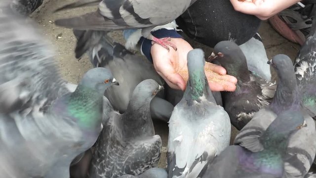 girl feeding pigeons with hands in the town square