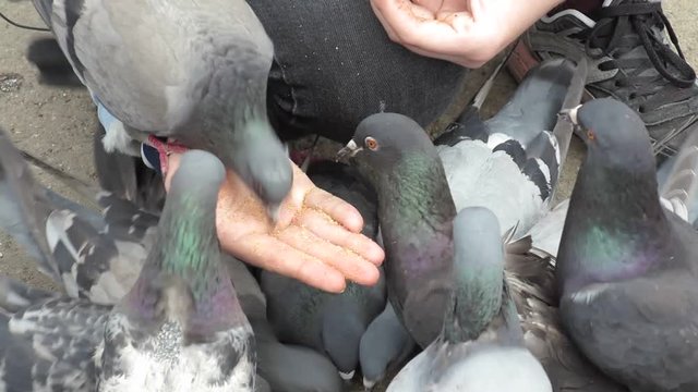 girl feeding pigeons with hands in the town square