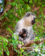 Vervet Monkeys
