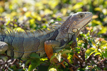 Close-up of a male Green Iguana outdoors