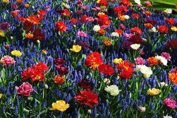 Obraz premium Kolorowy ogród