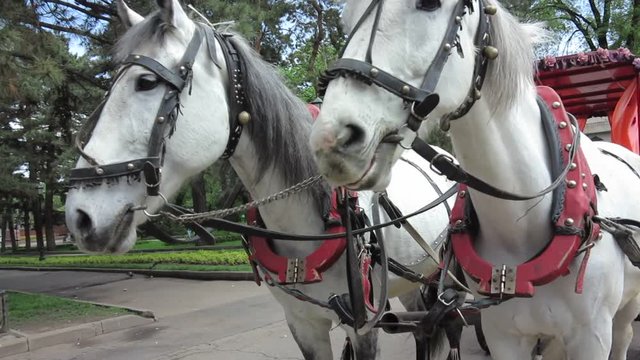 two horses harnessed to a cart waiting for their passengers