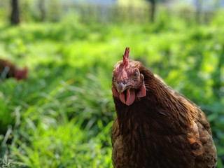 A red junglefowl or a rooster in the North Western Part of Slovenia
