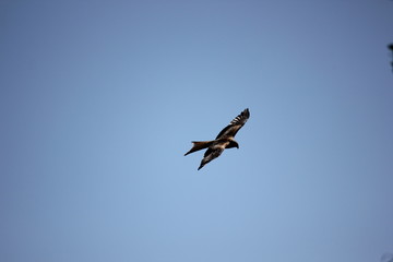 Raubvogel