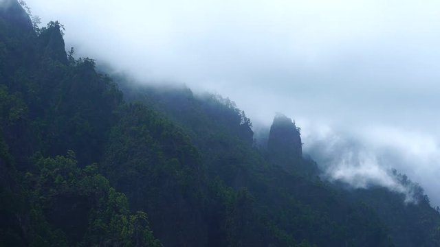 PINO CANARIO (Pinus canariensis), La Cumbrecita, Caldera de Taburiente National Park, La Palma, Canary Islands, Spain, Europe