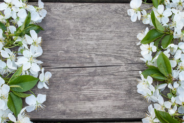 white cherry flowers on old, wooden boards, cherry branch. View from above.