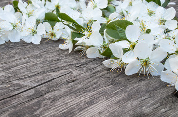 White flowers of cherry on old, wooden boards, a branch of blossoming cherry. View from above.