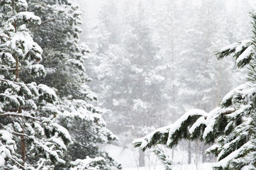 Fototapeta premium Winter landscape with a pine forest covered with snow during a snowfall with snow-covered tree branches in the foreground