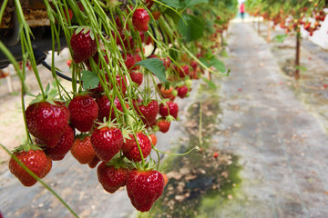 Strawberry picking