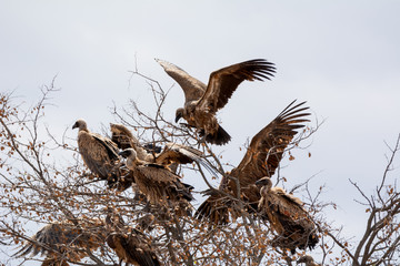 White-backed Vultures