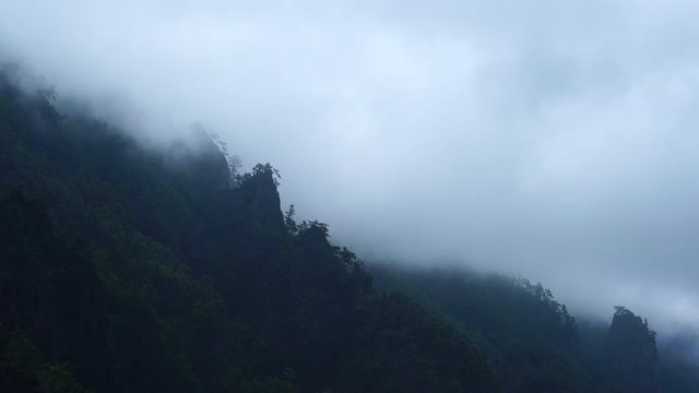 PINO CANARIO (Pinus canariensis), La Cumbrecita, Caldera de Taburiente National Park, La Palma, Canary Islands, Spain, Europe