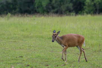 Barking Deer in the grass fields in Khao Yai National Park, Thailand