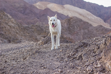 domestic white dog portrait hiking outdoor wilderness dry stone rocky mountain environment 