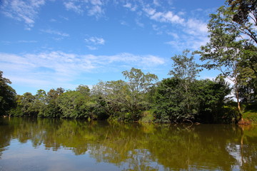 Fototapeta na wymiar manglar