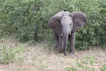 Fototapeta premium Afrikanischer Elefant / African elephant / Loxodonta africana