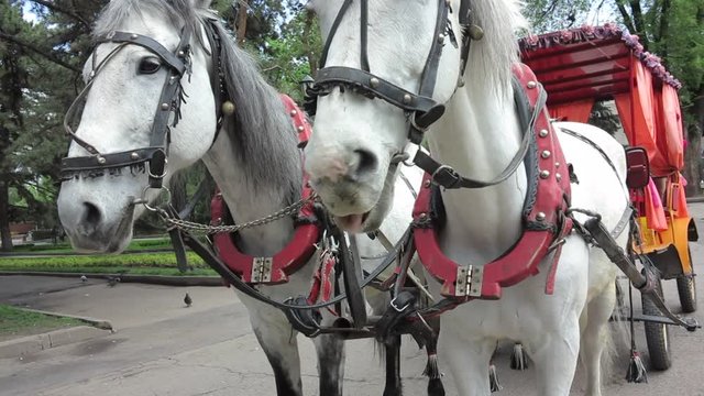two horses harnessed to a cart waiting for their passengers