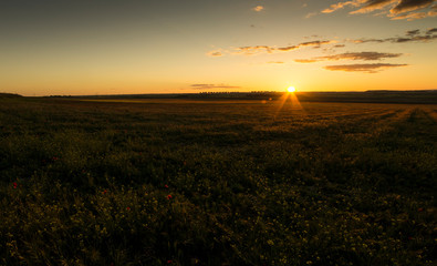 Atardecer con campo de amapolas