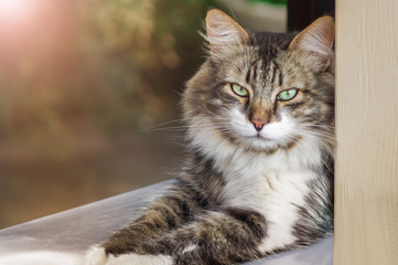 Portrait of a beautiful three colored male cat with green eyes. The summer photo, a cat lies and having rest outside of house. Proud bearing with bored face
