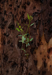 green floral plant background with copy space