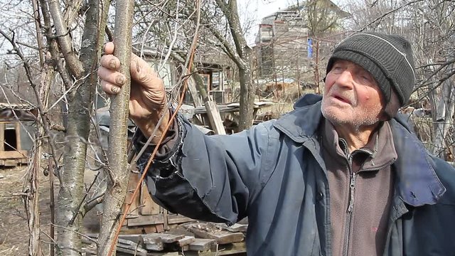 A very old man inspects garden trees in the spring before flowering removes extra branches preparing for the new season. Life below the poverty line.