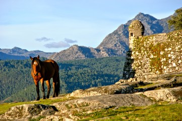 Horse near Lindoso castle in National Park of Peneda Geres