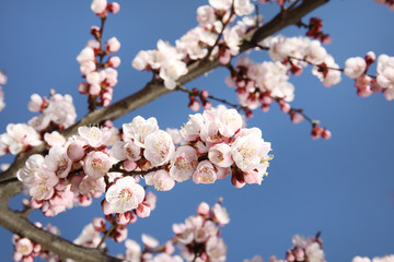 Closeup view of blossoming apricot tree on sunny day outdoors. Springtime