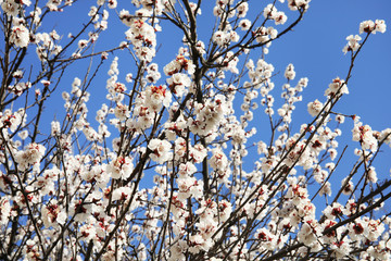 Closeup view of blossoming apricot tree on sunny day outdoors. Springtime