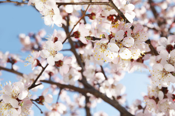 Obraz premium Closeup view of blossoming apricot tree on sunny day outdoors. Springtime
