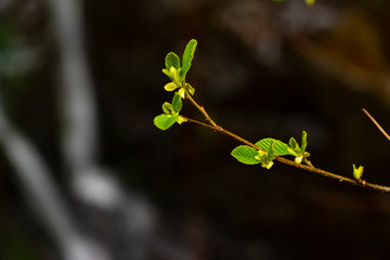 Macro photo of green buds on a tree branch with a natural blurred background.