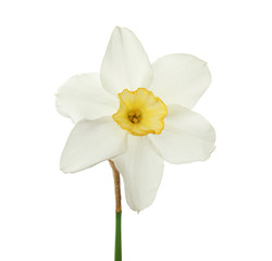 Naklejka na ściany i meble Beautiful daffodil on white background. Fresh spring flower