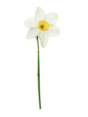 Naklejka na ściany i meble Beautiful daffodil on white background. Fresh spring flower