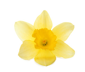 Fototapeta na wymiar Beautiful daffodil on white background. Fresh spring flower