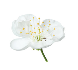 Beautiful fresh spring flower on white background