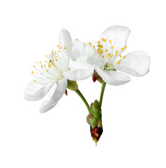 Beautiful fresh spring flowers on white background