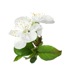 Beautiful fresh spring flowers on white background