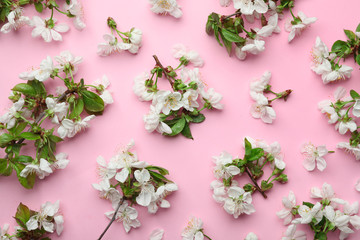 Fototapeta na wymiar Flat lay composition of beautiful fresh spring flowers on color background